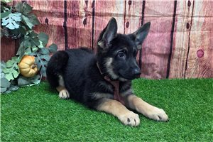 Lucas - puppy for sale