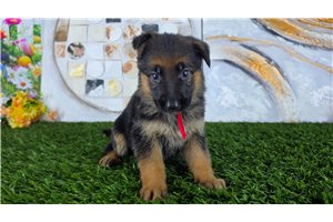 Meadow - German Shepherd for sale