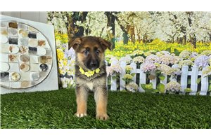 Montana - German Shepherd for sale