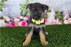 Kyra - German Shepherd for sale