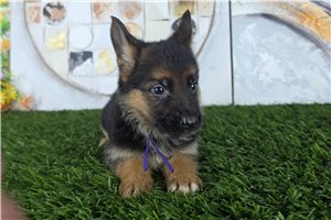 Melina - German Shepherd for sale