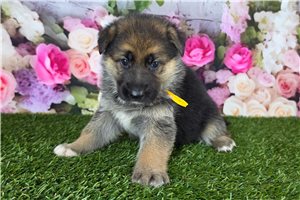 Montana - German Shepherd for sale