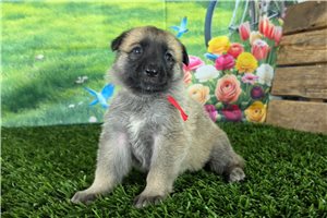 Lily Bell - German Shepherd for sale