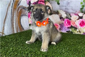 Locket - German Shepherd for sale