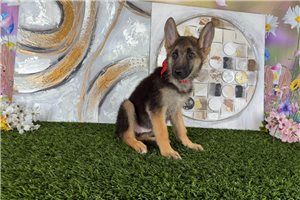 Martin - German Shepherd for sale