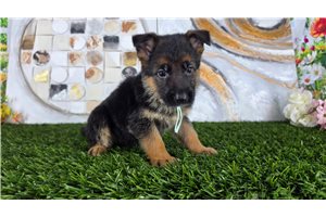 Megan - German Shepherd for sale