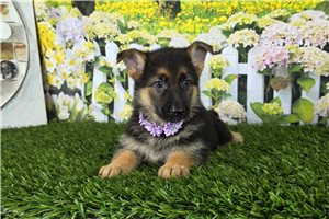 Melissa - German Shepherd for sale