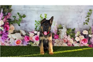 Katy - German Shepherd for sale