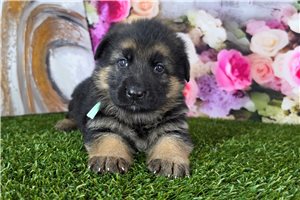 Mavis - German Shepherd for sale