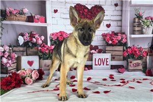 Lola - German Shepherd for sale