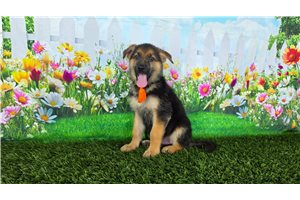 Montgomery - German Shepherd for sale