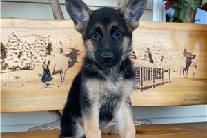 Freida - German Shepherd for sale