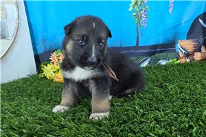 Nathan - puppy for sale