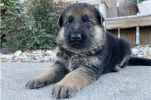 Freya - German Shepherd for sale