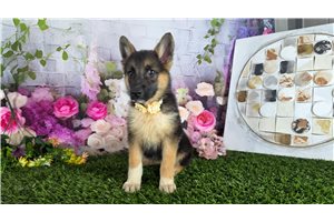 Noelle - German Shepherd for sale