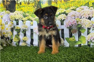 Katy - German Shepherd for sale