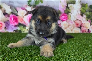 Melissa - German Shepherd for sale