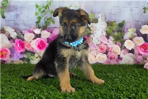 Mckenna - puppy for sale