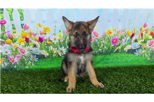 Martin - German Shepherd for sale