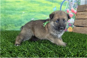 Liam - German Shepherd for sale
