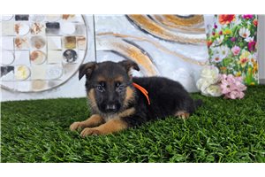 Mazie - German Shepherd for sale