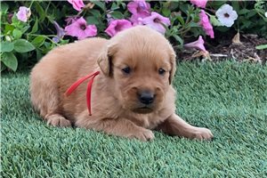 Plum - puppy for sale
