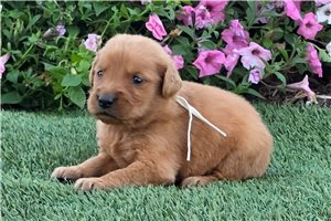 Pascal - puppy for sale