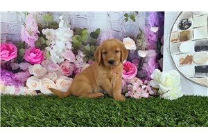 Natalie - Golden Retriever for sale