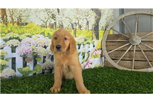 Jenson - Golden Retriever for sale
