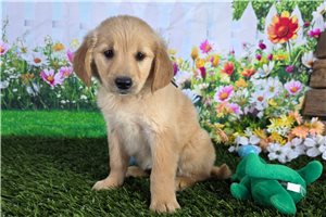 Hannah - Golden Retriever for sale