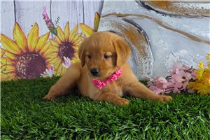Peaches - Golden Retriever for sale