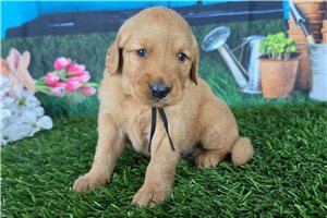Josiah - puppy for sale