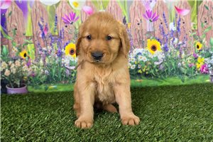 James - Golden Retriever for sale
