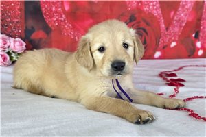 Harmony - Golden Retriever for sale
