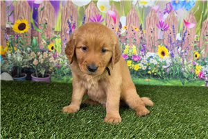 Josiah - Golden Retriever for sale