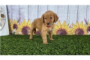 Polly - Golden Retriever for sale