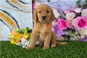 Nyla - Golden Retriever for sale