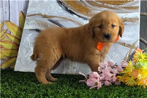 Phineas - Golden Retriever for sale