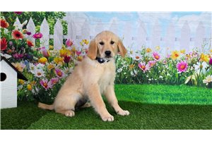 Happy - puppy for sale