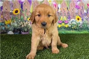 Josiah - Golden Retriever for sale