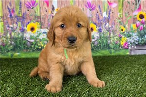 Jenson - Golden Retriever for sale