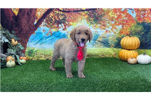 Myron - puppy for sale