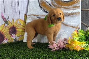 Porter - Golden Retriever for sale