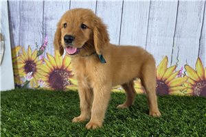Porter - Golden Retriever for sale