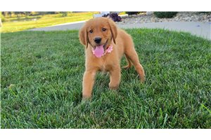 Natalie - Golden Retriever for sale