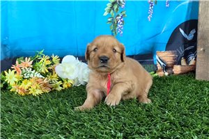 Polly - puppy for sale
