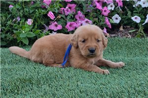 Paisley - puppy for sale