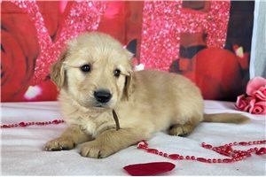 Hanson - Golden Retriever for sale