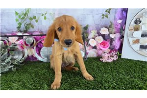 Pirate - Golden Retriever for sale