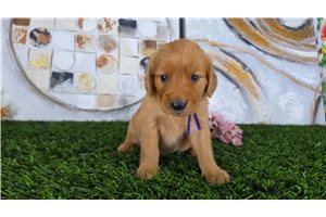 Nikki - puppy for sale